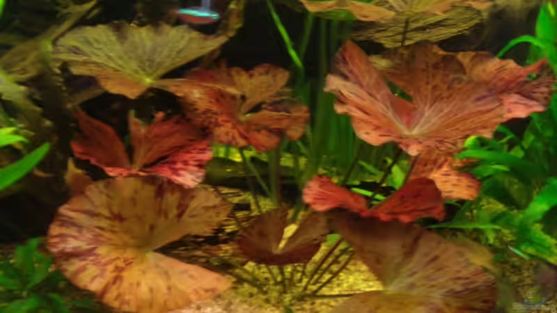 Tiger-Lotus von Korbi (15)