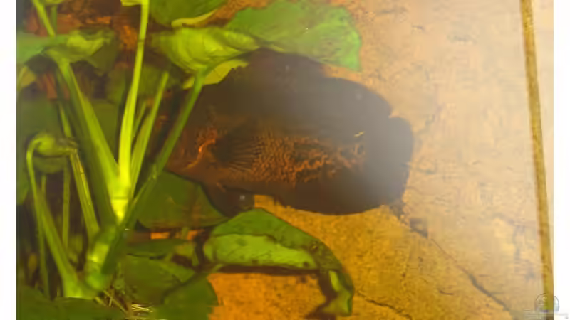 Tiger Oskar Schwarz Rot von Tobias Meyer (10)