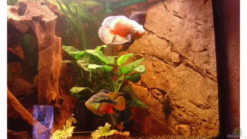 Tiger Oskar Weis Rot von Tobias Meyer (6)