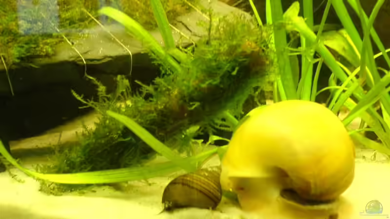 Tiger-Turmdeckelschnecke und meine XXL AS von Oli (22)