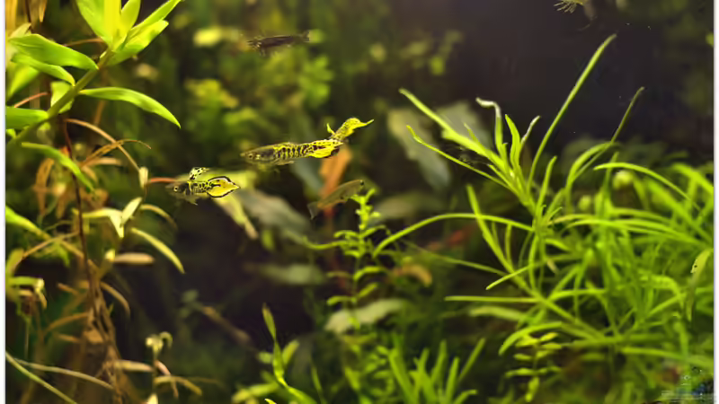 Tiger und Garnelen von hotwheelz (30)