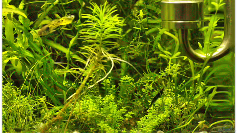 Tiger und Garnelen von hotwheelz (31)