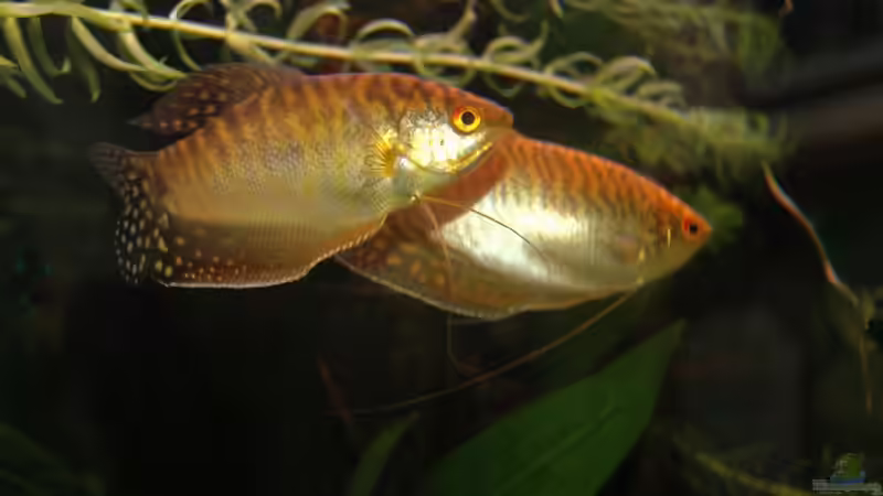 Tiger von Flieger (2)