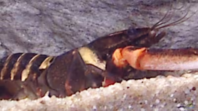 Tiger Zwerghummer spec 2 von Jens Lautenschläger (6)