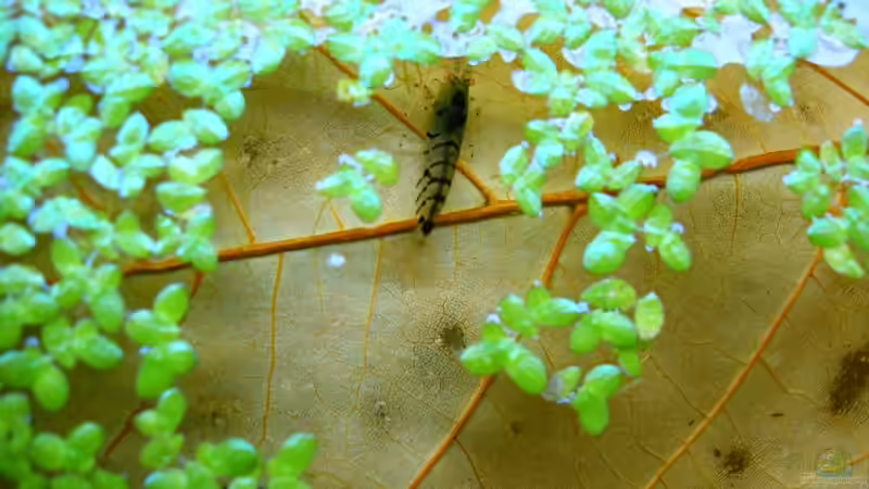Tigergarnele helläugig (blondäugig) - Caridina cf. cantonensis sp.  von Lee Kienle (23)