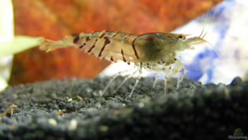 Tigergarnele von Bikini Bottom (8)