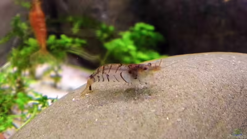 Tigergarnele von snooze (84)