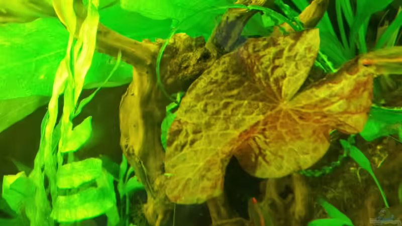 Tigerlotos von Kathrin77 (23)