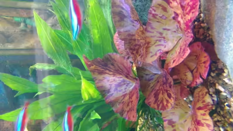 Tigerlotos von Kunibert Schäfer (4)