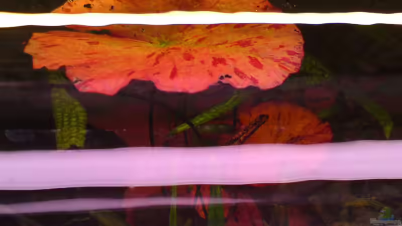 Tigerlotus -rot- von oben von Aquathor (5)