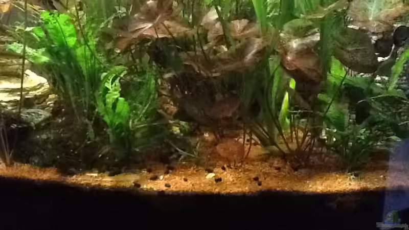 Tigerlotus  von Günter (5)