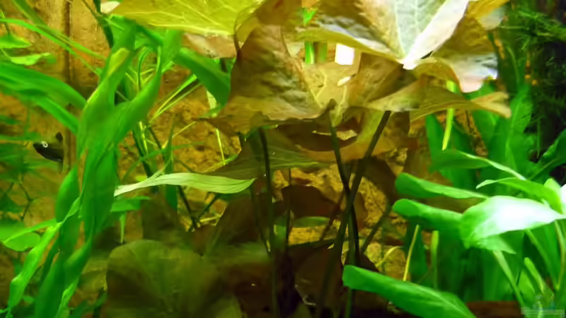 Tigerlotus  von Sabrina & Dirk Bergmann (30)