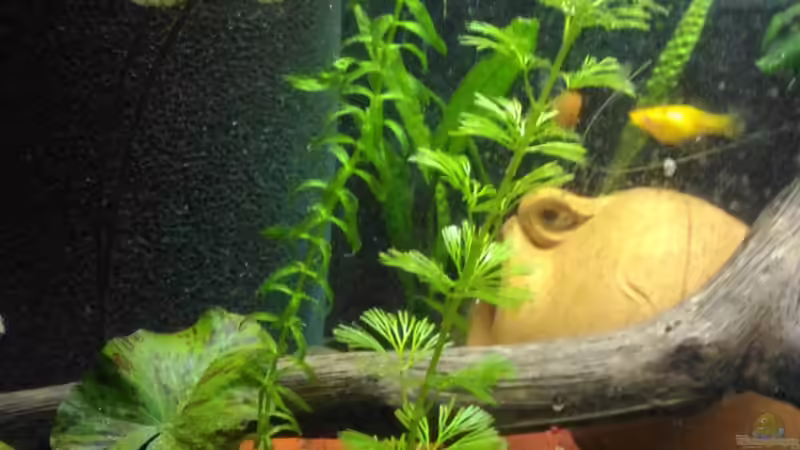 Tigerlotus, Wasserpest und Cabomba von Zomic (2)