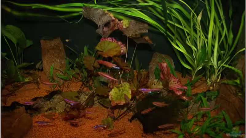 Tigerlotus 720l August 2010 von Christian Zwick (18)