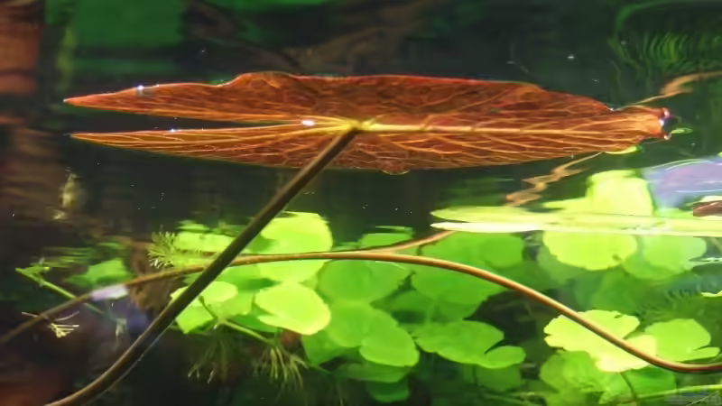 Tigerlotus als ´ Seerose ´ :) von Mellie (8)