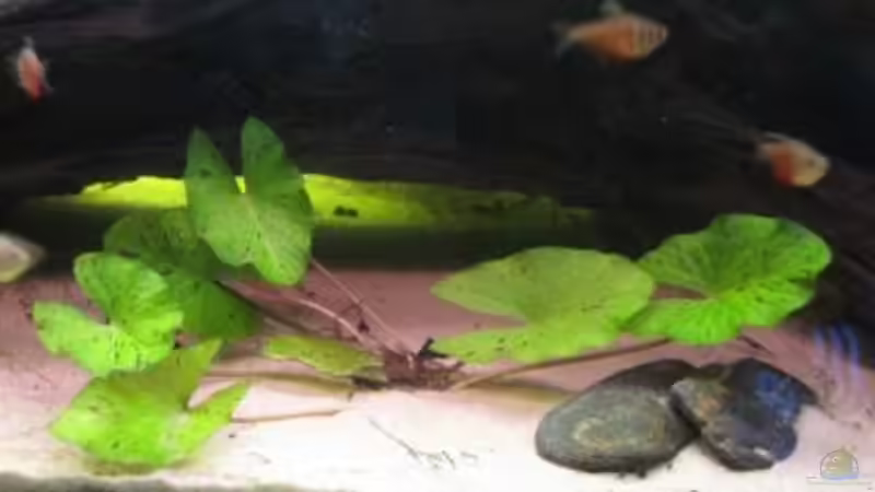 Tigerlotus am 03.07.11 von Stephan Radtke (13)