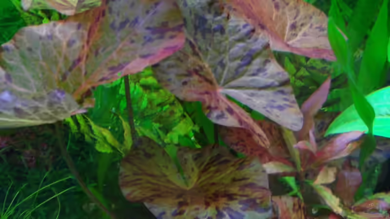 Tigerlotus am 15.07.08 von Thomas Weyhofen (9)