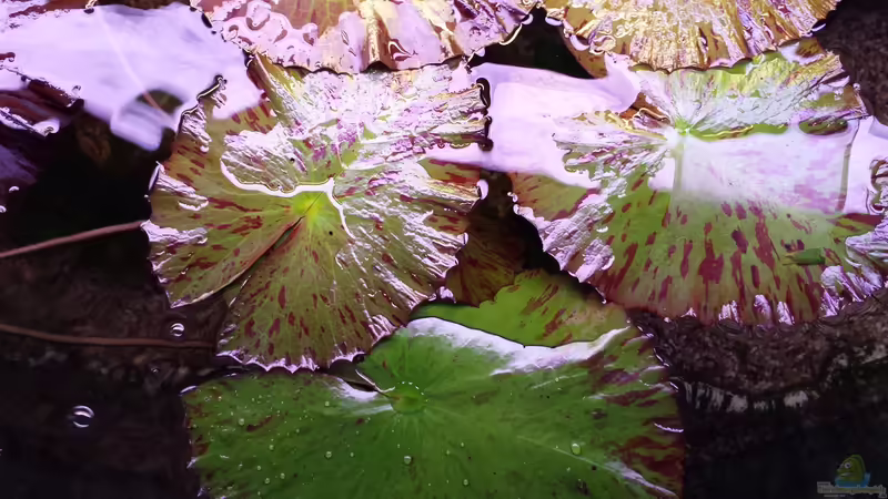 Tigerlotus an der Wasseroberfläche von Gigi (11)