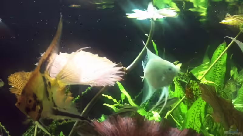 Tigerlotus blüht von Oberoesterreicher (23)