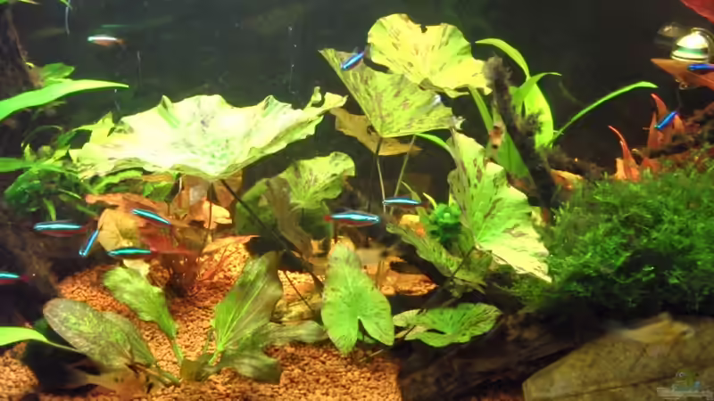 Tigerlotus grün  von Opodeldok (18)