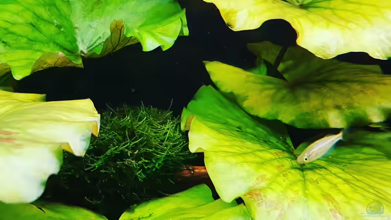 Tigerlotus Grün  von River Creator (19)