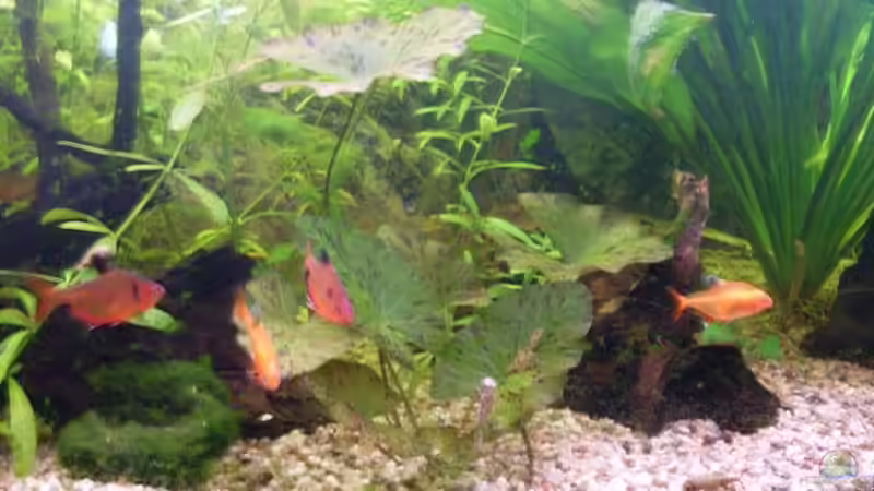 tigerlotus heute von lichterschein (10)