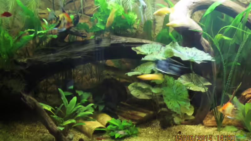 Tigerlotus,im Hintergrund Moorkienwurzel von Ottche (60)