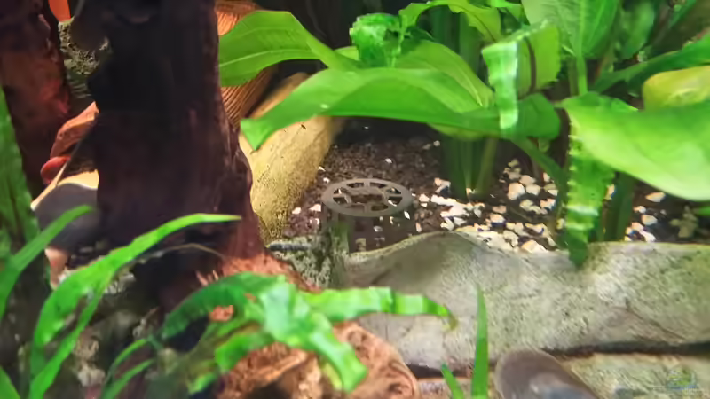 Tigerlotus Knolle noch geschützt durch Plastikkörbchen von Steffen und Felix (82)