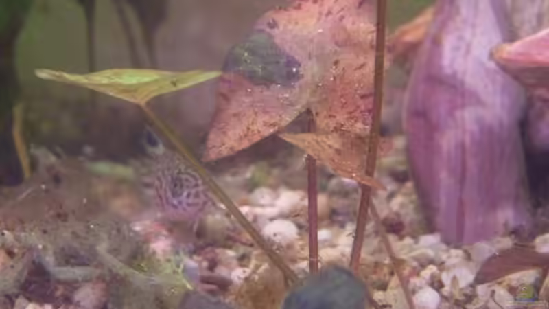 Tigerlotus letztes Jahr von lichterschein (9)