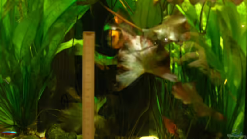 Tigerlotus mit ca. 9cm gr. Blättern von Werner Buntin (5)