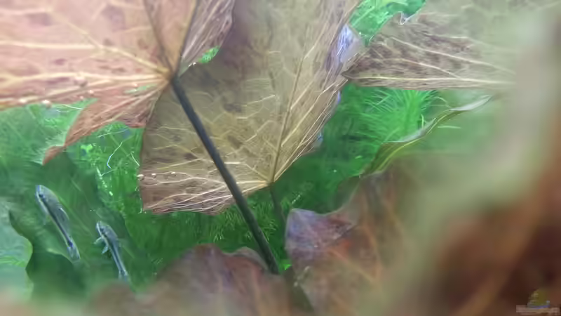 Tigerlotus mit Otto`s 17.06.15 von Jonas (Trancemania) (7)