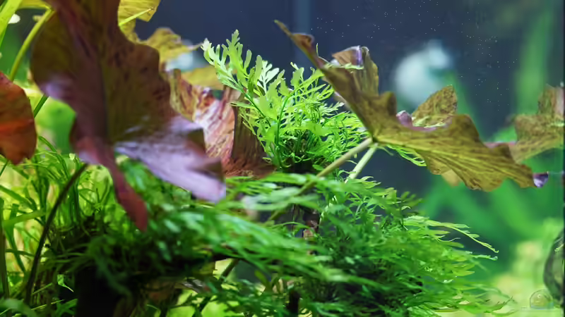 Tigerlotus (nicht mehr im Becken) und Kongo-Wasserfarn von Dirk F. (9)