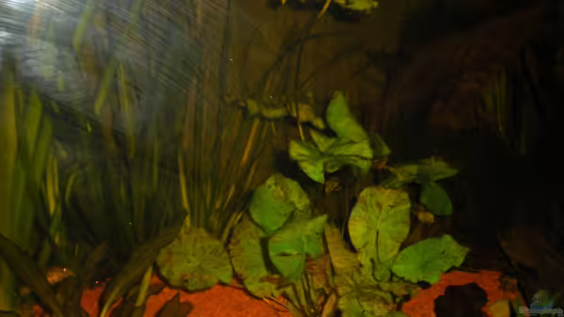 Tigerlotus (Nymphaea lotus) von Stefan Kinter (9)