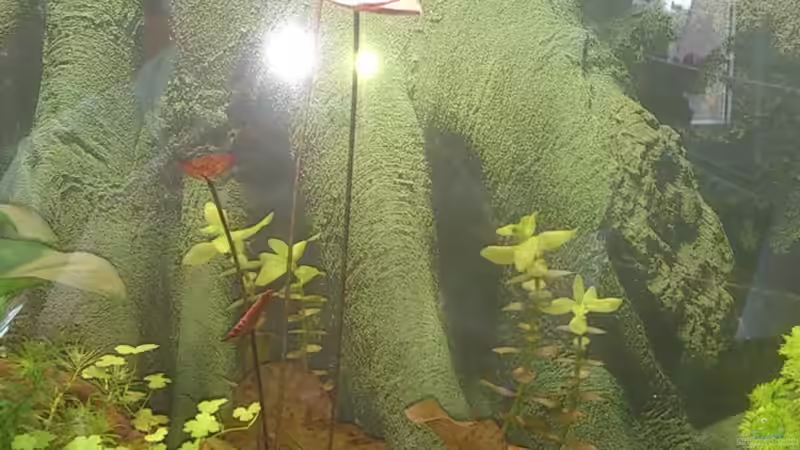 Tigerlotus ´rot´ / 03.03.2014 von Wall-E (17)