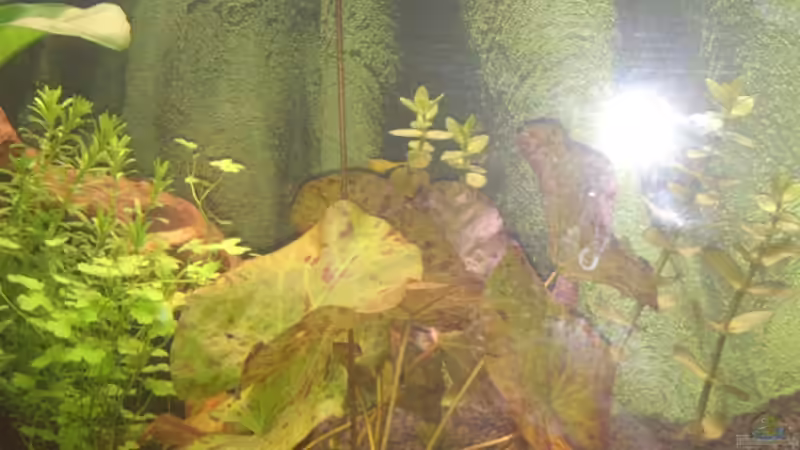 Tigerlotus ´rot´ / 24.02.2014 von Wall-E (16)