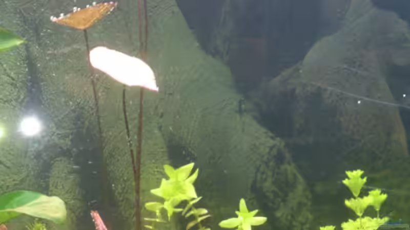 Tigerlotus ´rot´ 06.03.2014 von Wall-E (18)