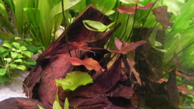 Tigerlotus rot/grün von Maximilian Grund (4)