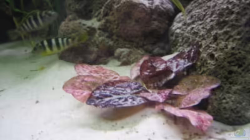 Tigerlotus (rot) von Stefan Lorenz (6)