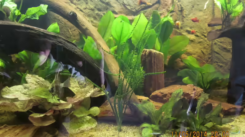 Tigerlotus,Schwertpflanzen,Javafarn,Cryptocorynen, von Ottche (104)