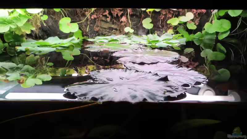 Tigerlotus-Schwimmblätter von Jan S. (27)