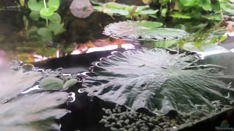 Tigerlotus-Schwimmblätter von Jan S. (28)