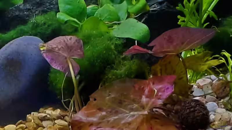 Tigerlotus soll sich noch ausbreiten von okefenokee (44)