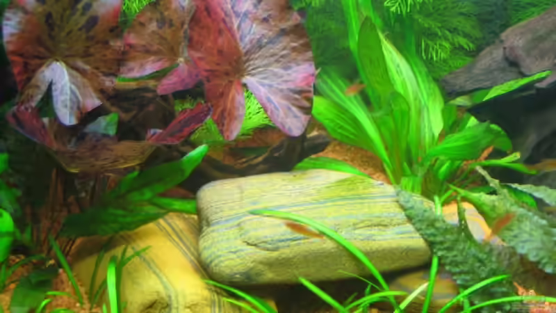 Tigerlotus und Echinodorus mit Steinhöhle von Ralf Franke (5)