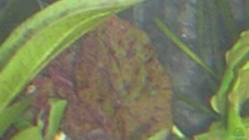 Tigerlotus vom 20.06.2009 von Antje und Daniel (18)