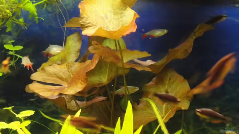 Tigerlotus von -Mark- (7)