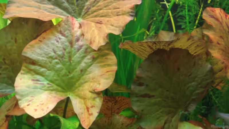 Tigerlotus von Chris 81 (7)