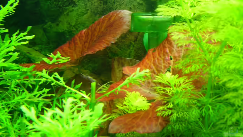 Tigerlotus von DavidK31 (2)