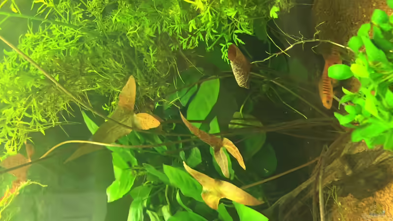 Tigerlotus von DavidK31 (6)