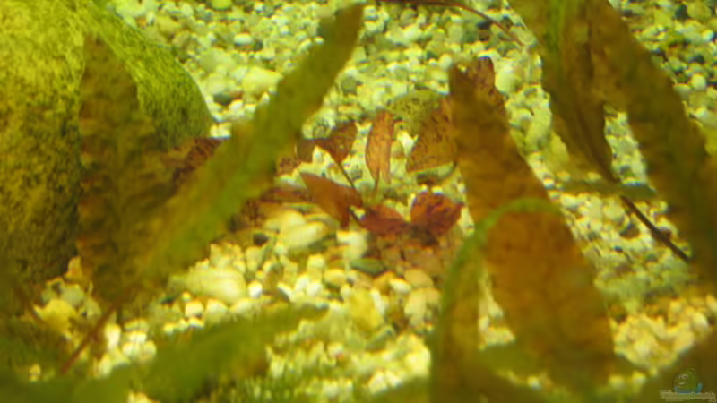 Tigerlotus von Der Bergzower (7)