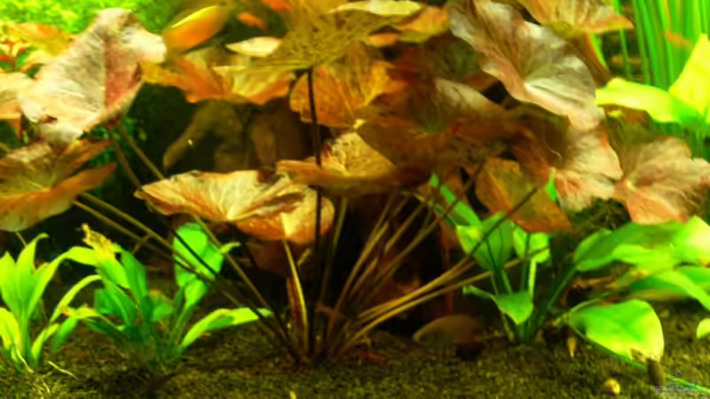 Tigerlotus von derflo (8)